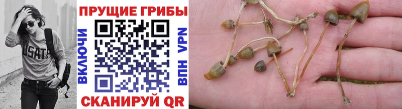 Псилоцибиновые грибы Magic Shrooms  Купить  Собинка 